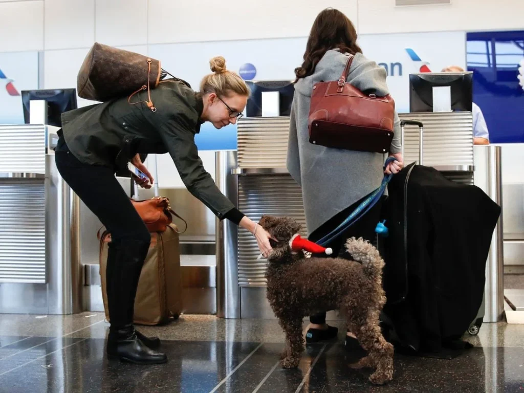 pet travel to colombia safely