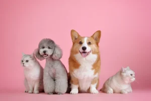 How to Bring and Own Pets in Colombia pet travel to colombia